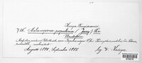 Melampsora populina image